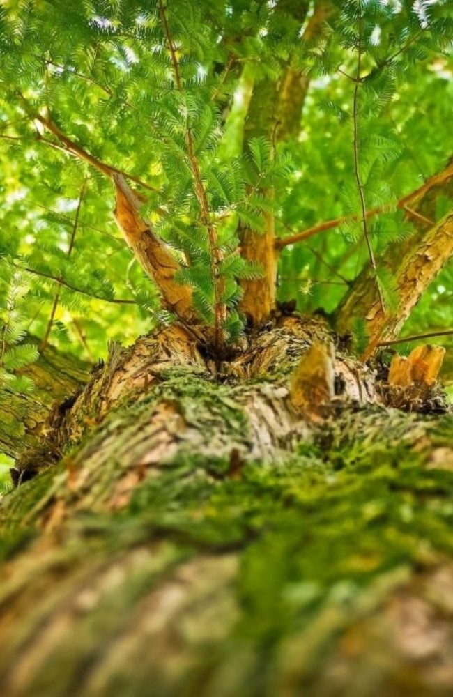 Arbre entretenu avec intervention en hauteur, illustration des prestations