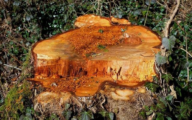 Dessouchage d'arbre en Indre-et-Loire