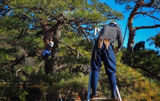 Travaux de taille sur des arbres