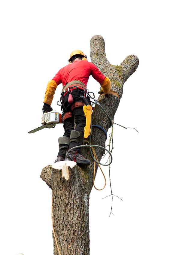 Intervention de coupe sur un tronc d’arbre