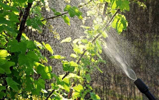 Arbres en entretien et soin, photographie illustrative